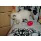 Ragdoll/Birma - Kater