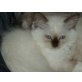Ragdoll/Birma - Katze