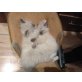 Ragdoll/Britisch kurzhaar - Katze
