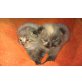 Ragdoll-Hauskatze - Kater