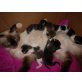 Ragdoll Hauskatze - Katze