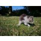 Ragdoll Hauskatze - Katze