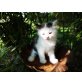 Ragdoll Hauskatze - Katze