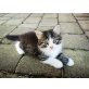 Ragdoll Hauskatze - Katze