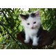 Ragdoll Hauskatze - Katze