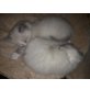 Ragdoll-Heilige Birma  - Kater