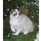 Ragdoll Jungkater, Ragdoll - Kater