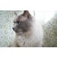 Ragdoll - Kater
