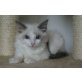 Ragdoll - Kater