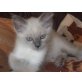 Ragdoll - Kater