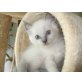 Ragdoll - Kater