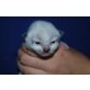 Ragdoll - Kater