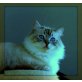 Ragdoll - Kater