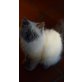 Ragdoll - Kater