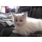Ragdoll - Kater