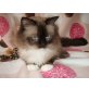 Ragdoll - Kater