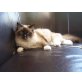 Ragdoll - Kater
