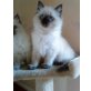 Ragdoll - Kater