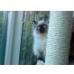 Ragdoll - Kater