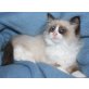 Ragdoll - Kater