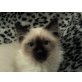 Ragdoll - Kater