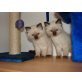 Ragdoll - Kater