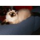 Ragdoll - Kater