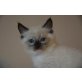 Ragdoll - Kater