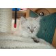 Ragdoll - Kater
