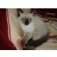 Ragdoll - Kater