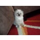 Ragdoll - Kater