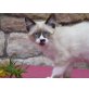 Ragdoll - Kater