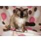 Ragdoll - Kater