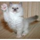 Ragdoll - Kater