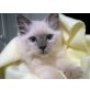 Ragdoll - Kater