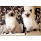 Ragdoll - Kater