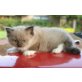 Ragdoll - Kater