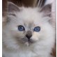 Ragdoll - Kater