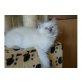 Ragdoll - Kater
