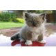 Ragdoll - Kater