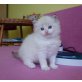 Ragdoll - Kater