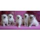 Ragdoll - Kater
