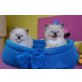 Ragdoll - Kater