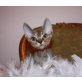 Ragdoll - Kater