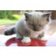 Ragdoll - Kater