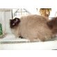 Ragdoll - Kater