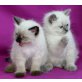 Ragdoll - Kater