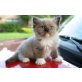 Ragdoll - Kater