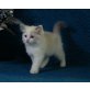Ragdoll - Kater