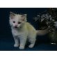 Ragdoll - Kater